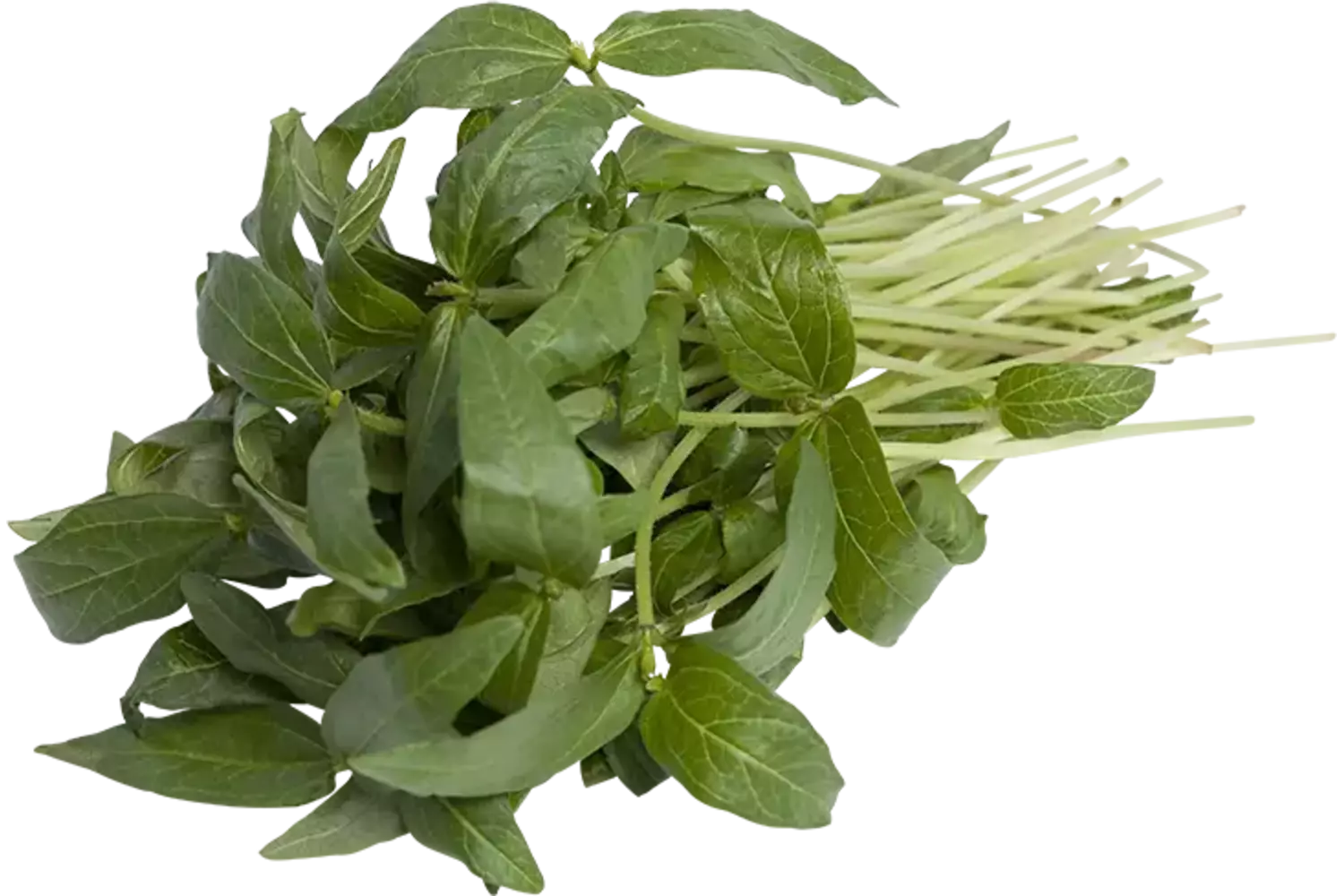 Mungboon bladeren 25gr stuk 1